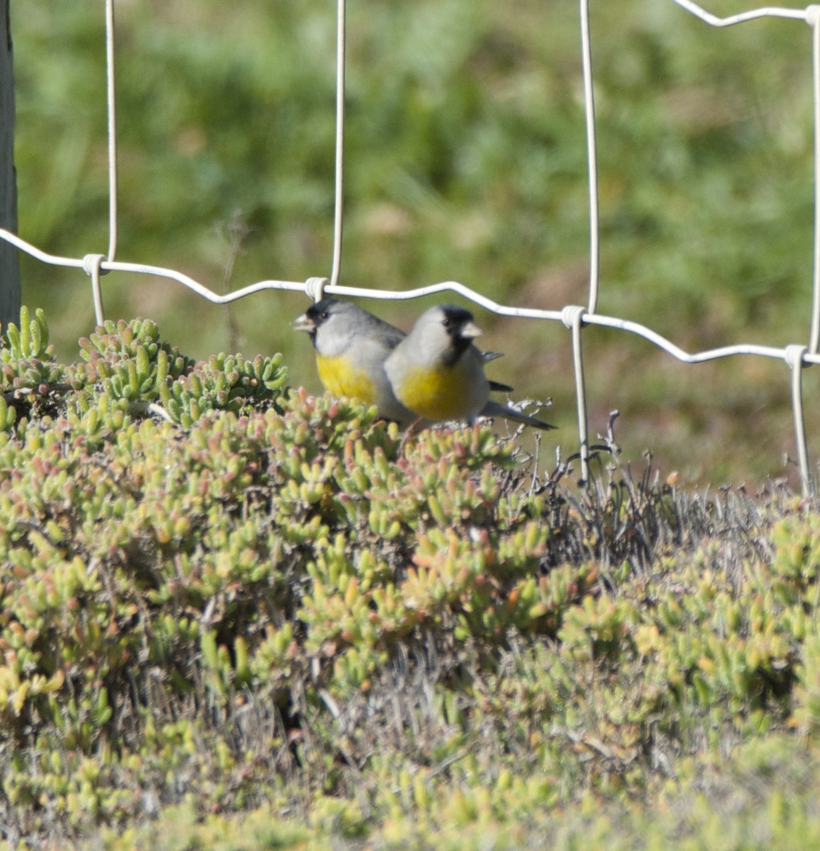 Lawrence's Goldfinch - ML46656781