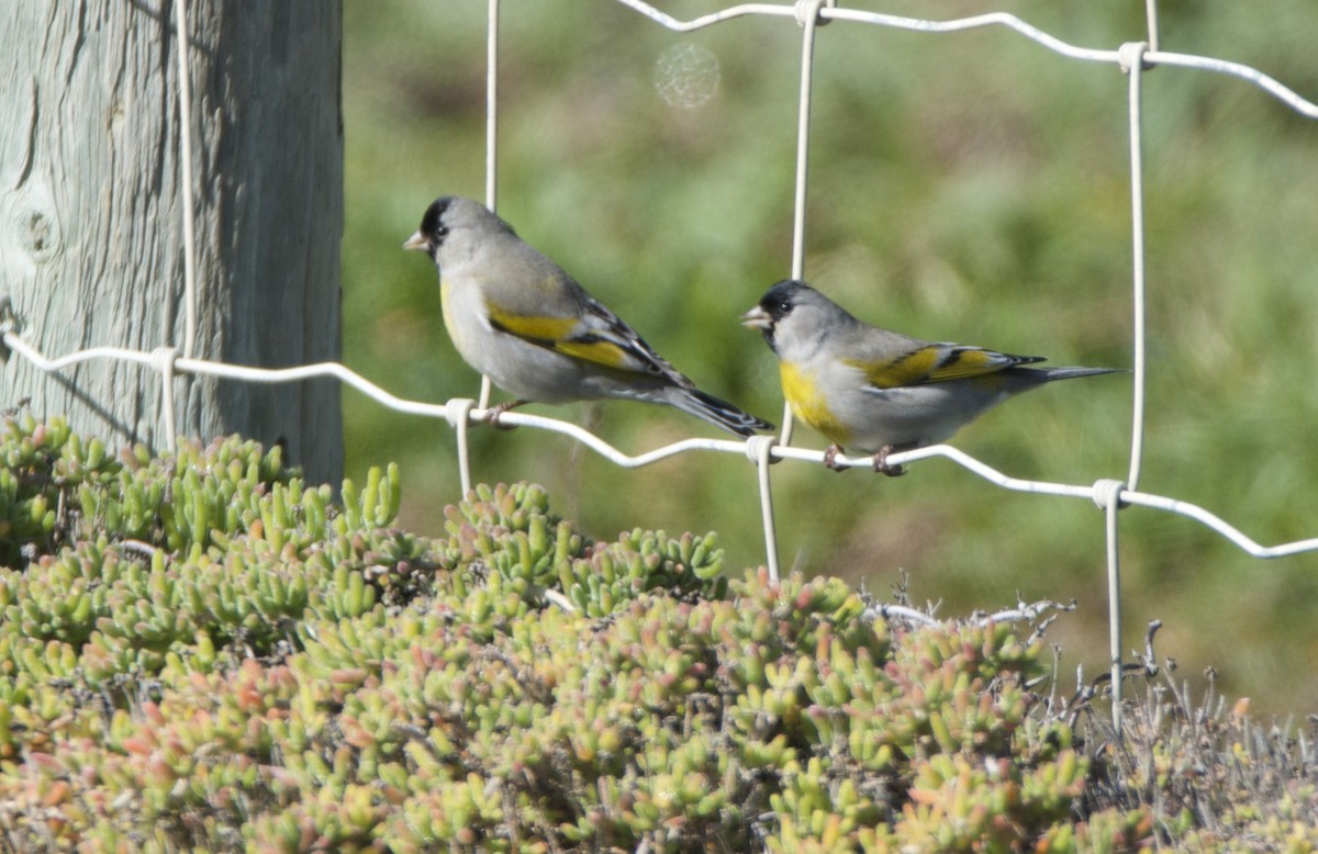 Lawrence's Goldfinch - ML46656791