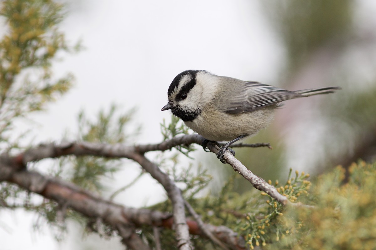 Mountain Chickadee - ML46656811