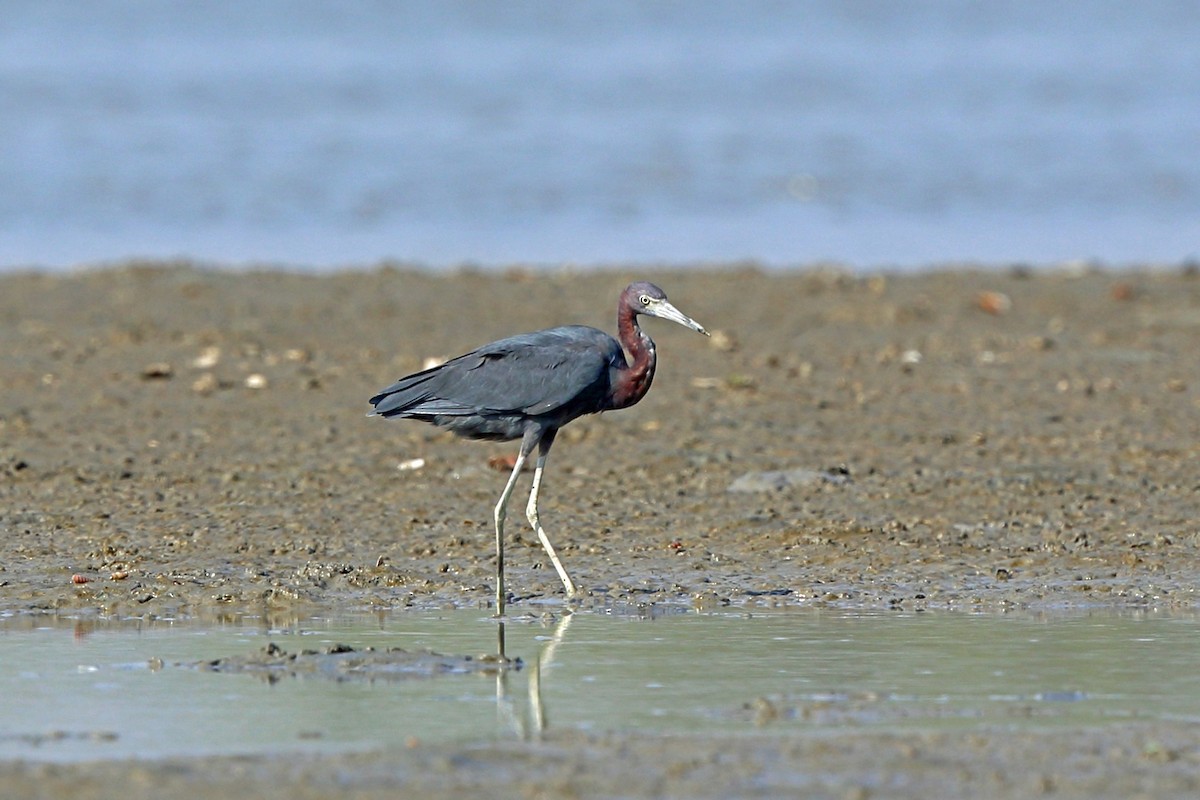 Little Blue Heron - ML46656891