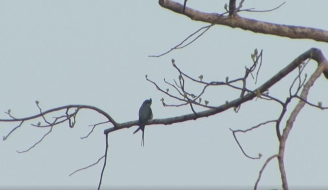 Crested Treeswift - ML466569601