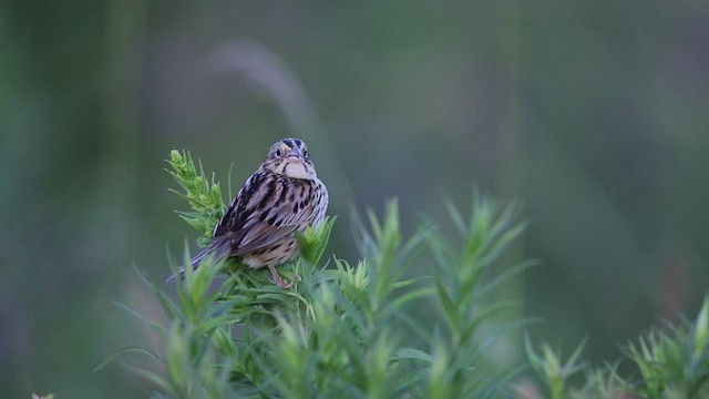 Henslow's Sparrow - ML466571561