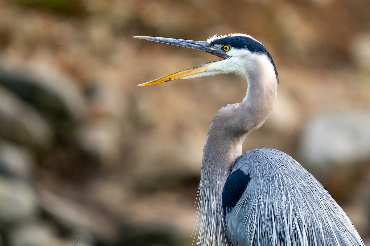 Great Blue Heron - ML466575651