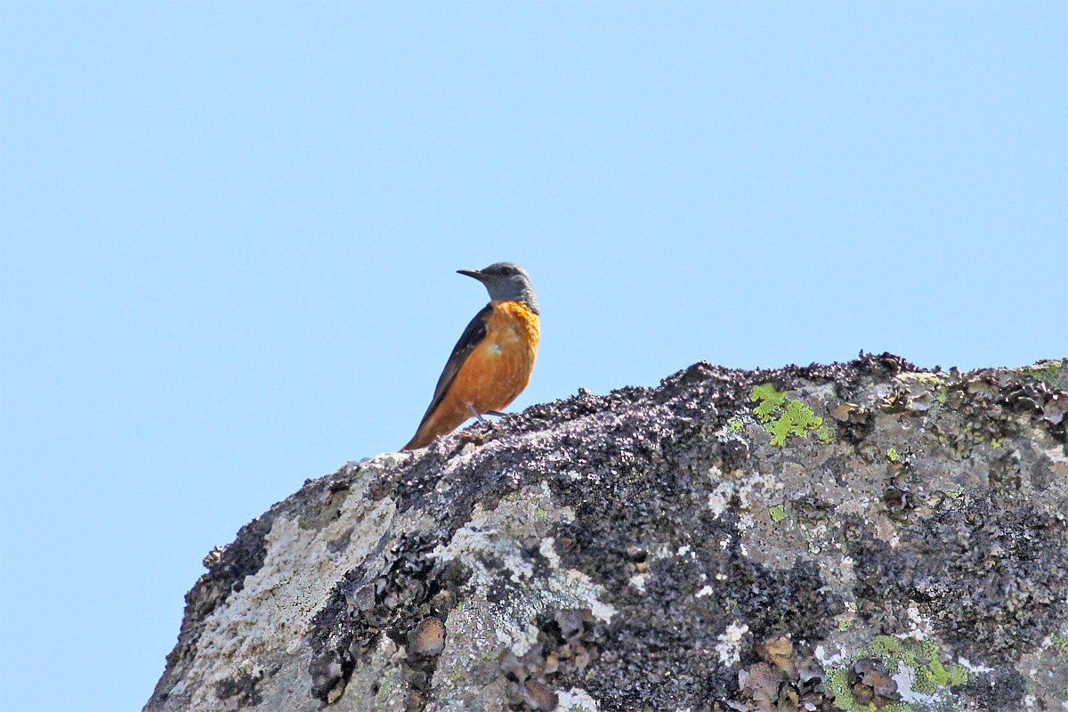 Rufous-tailed Rock-Thrush - ML466576501