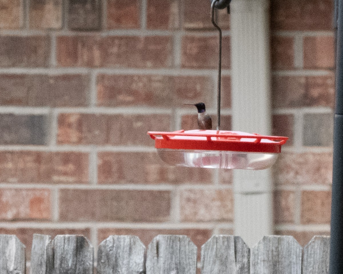 Black-chinned Hummingbird - ML466576731