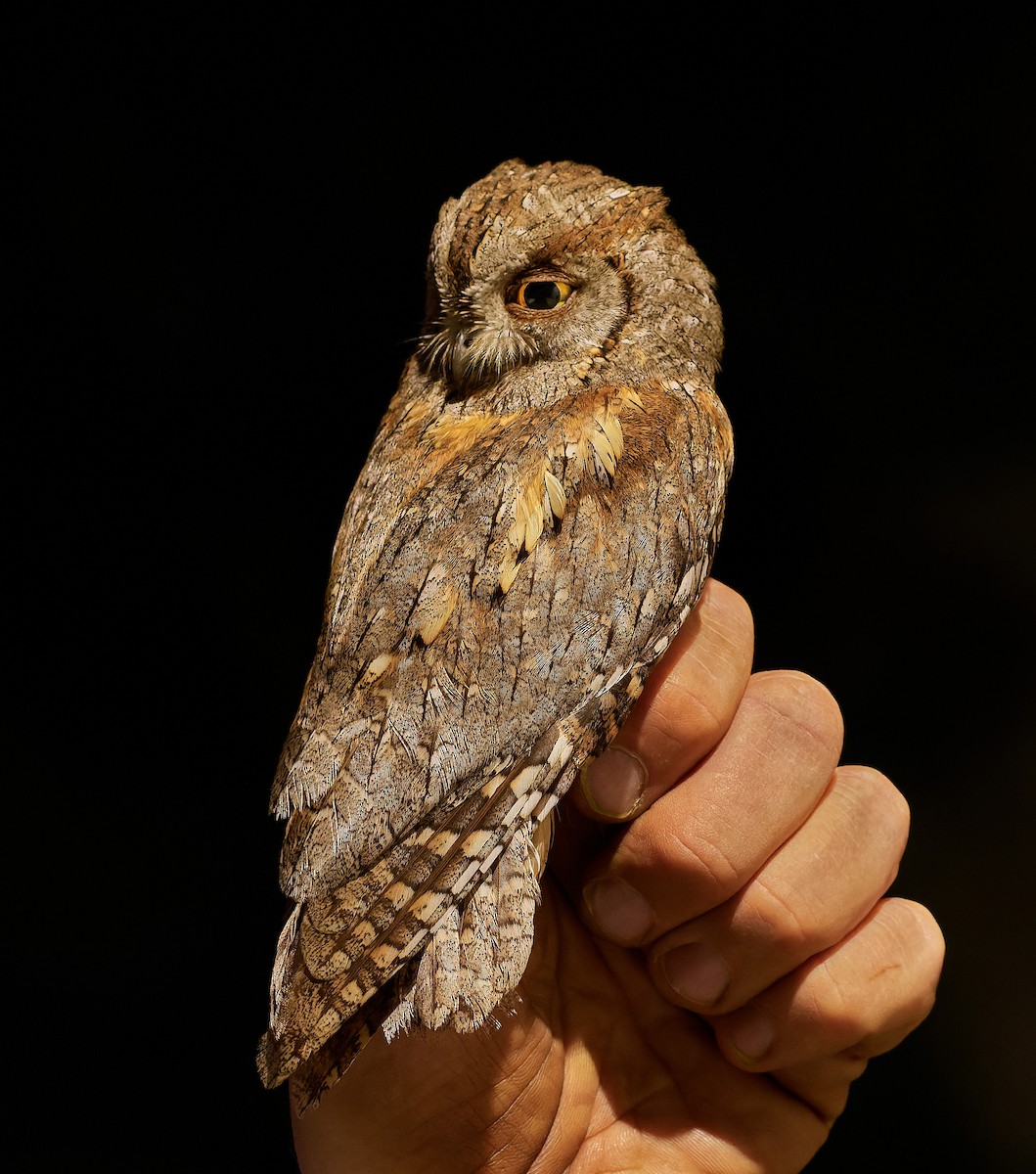 Eurasian Scops-Owl - Tomáš Grim