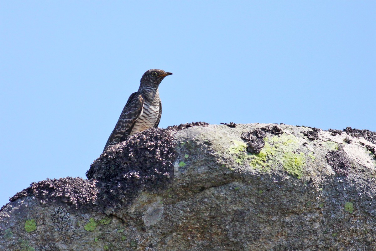 Common Cuckoo - ML466577111