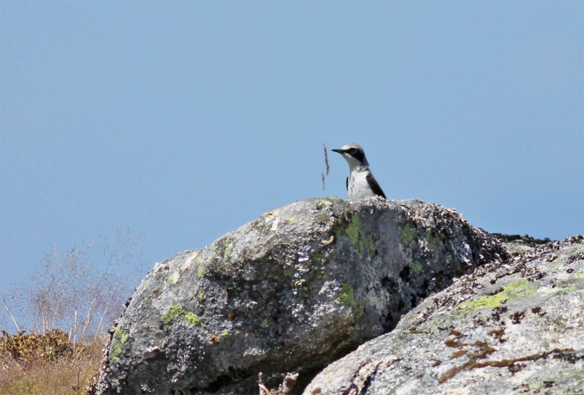 Northern Wheatear - ML466578151