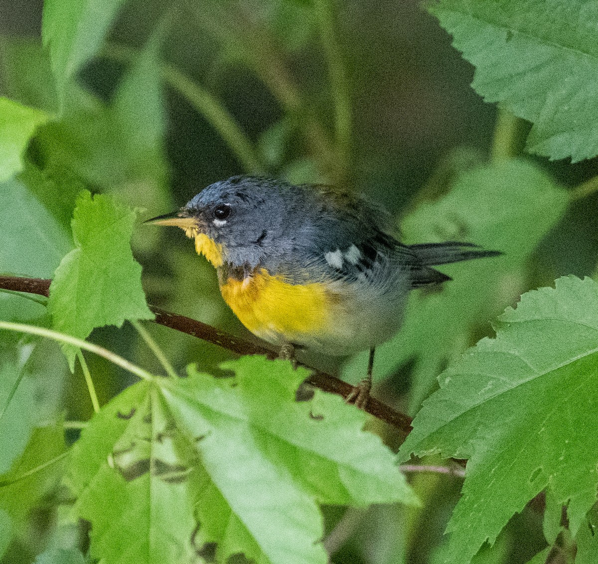 Northern Parula - ML466578311