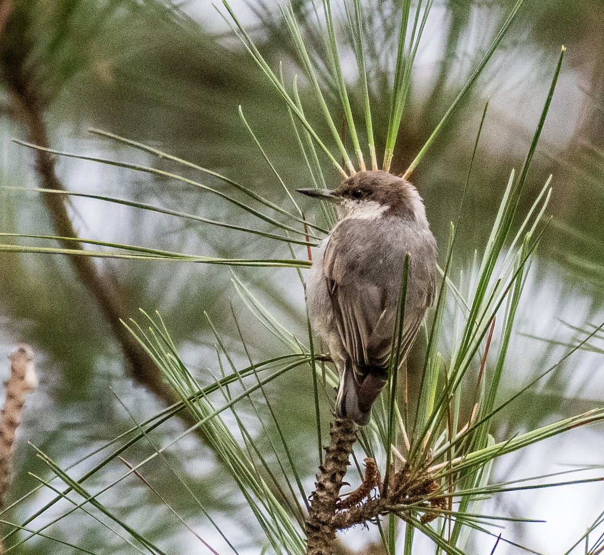 Brown-headed Nuthatch - ML466578401