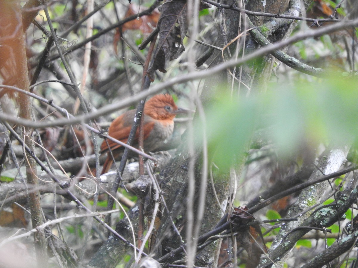 Henna-hooded Foliage-gleaner - Agustin Carrasco