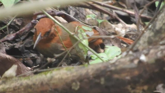 アカズキンカマドドリ - ML466579411