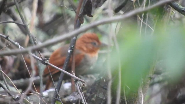 アカズキンカマドドリ - ML466579451