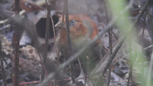 アカズキンカマドドリ - ML466579531