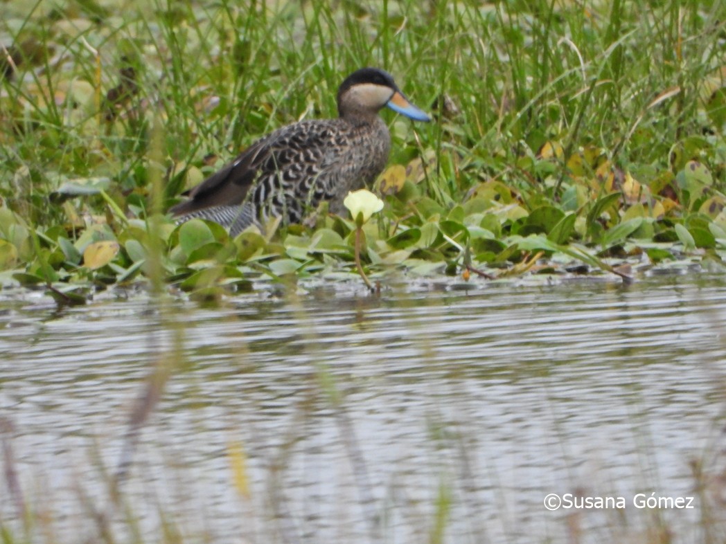 Silver Teal - Susana Gómez