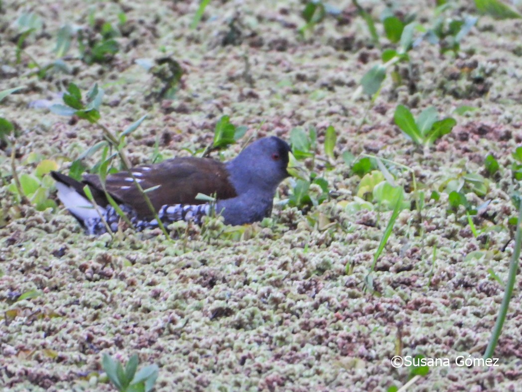 Spot-flanked Gallinule - ML466579841