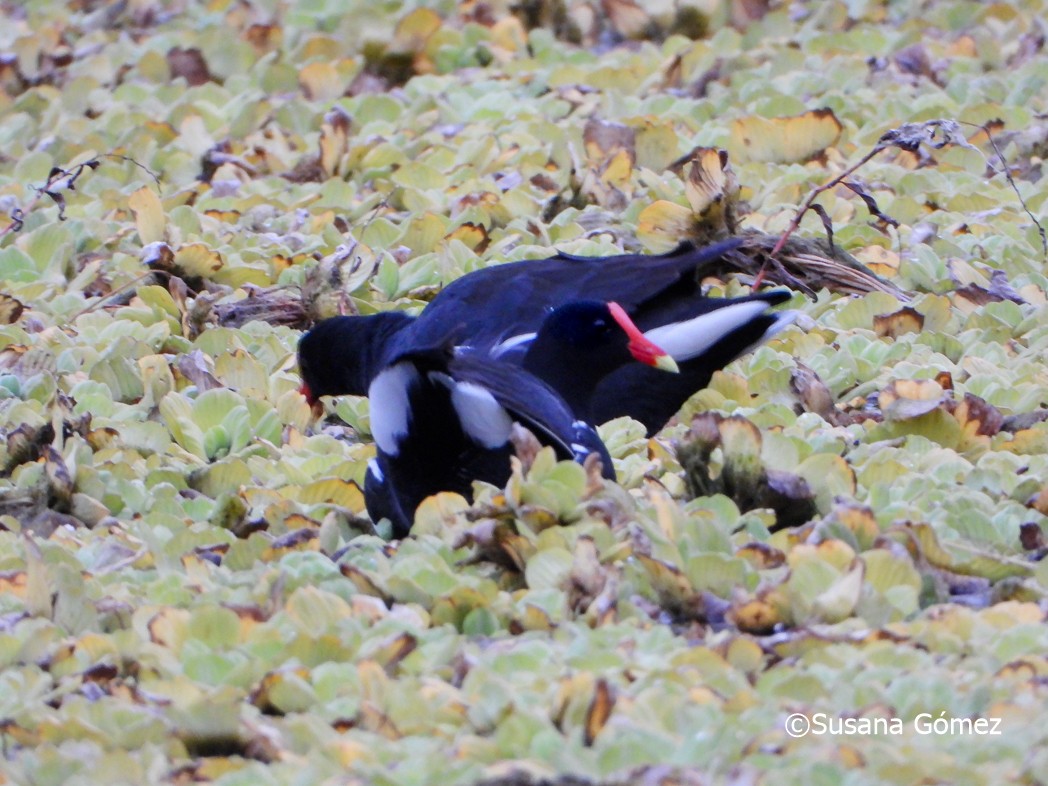 Common Gallinule - ML466579861