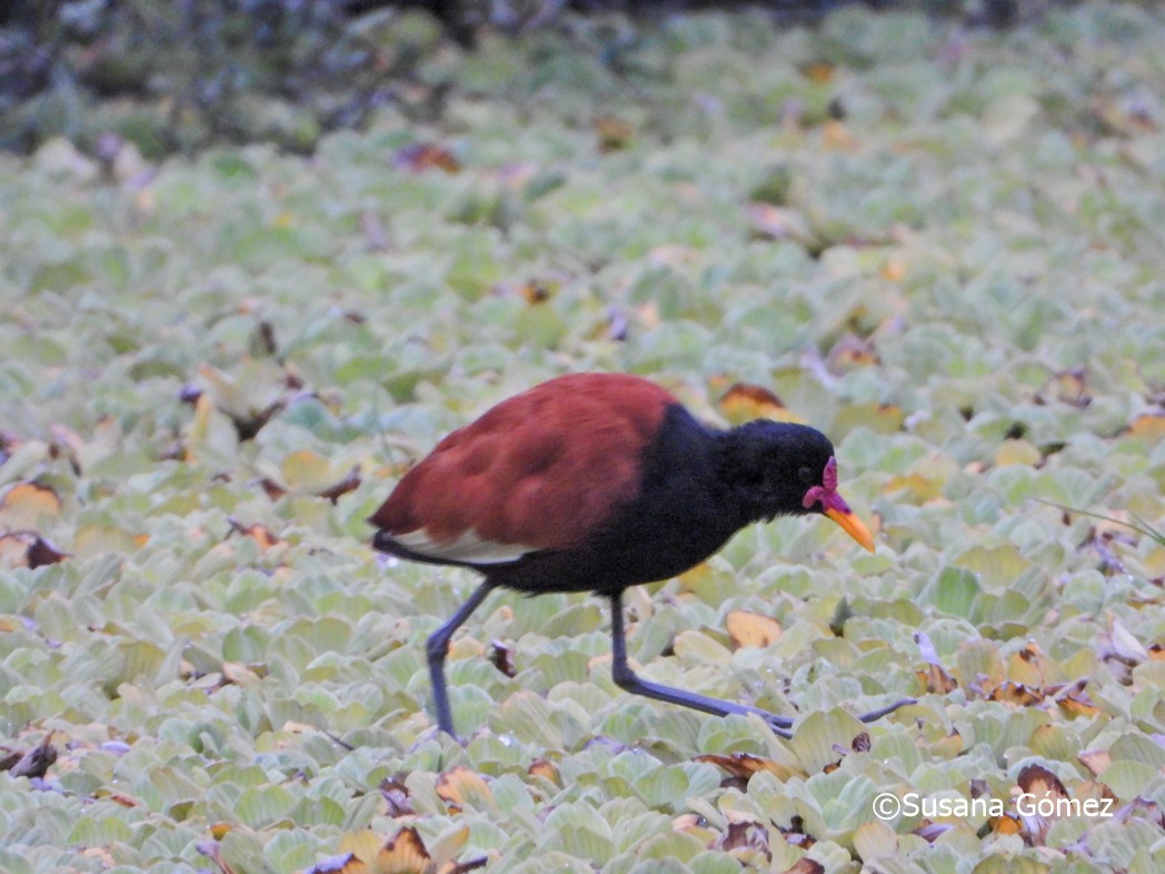 Wattled Jacana - Susana Gómez