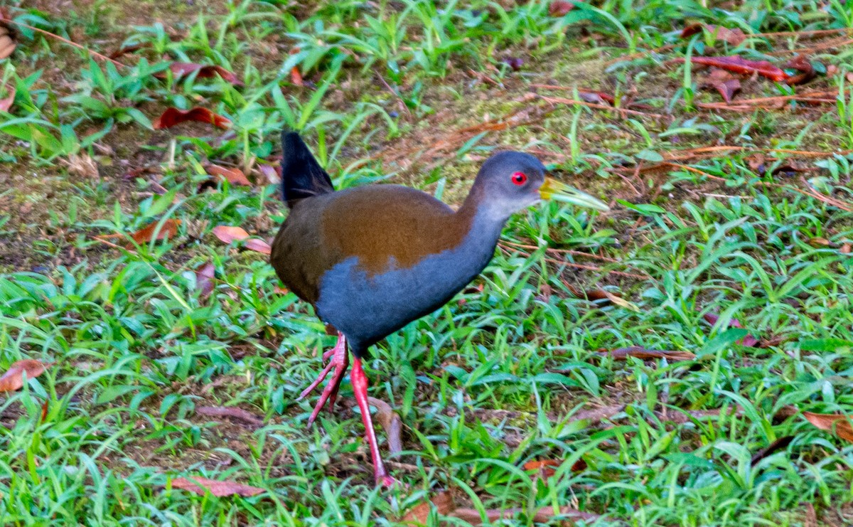 Slaty-breasted Wood-Rail - ML466580651