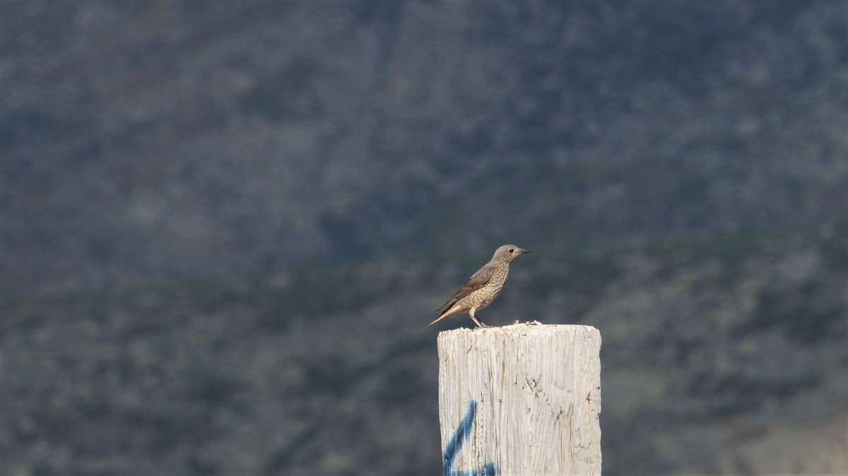 Rufous-tailed Rock-Thrush - ML466581801