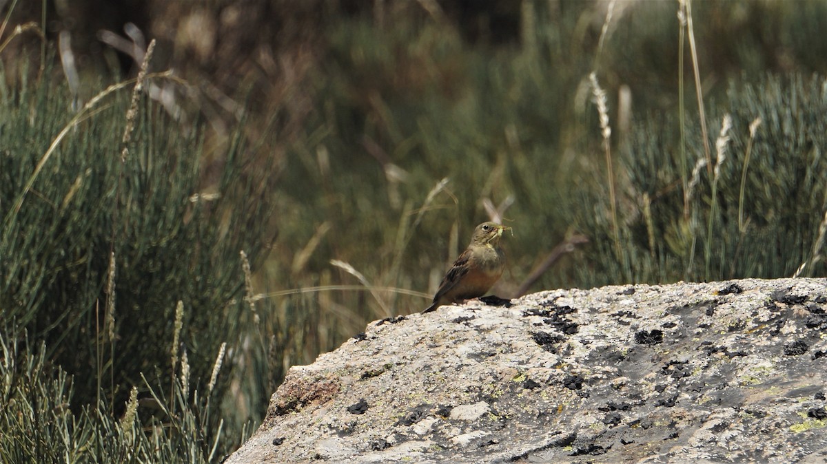 Ortolan Bunting - ML466582021