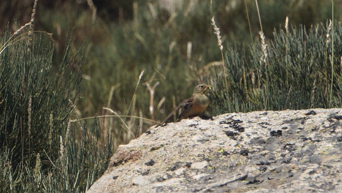 Ortolan Bunting - David Guillén García