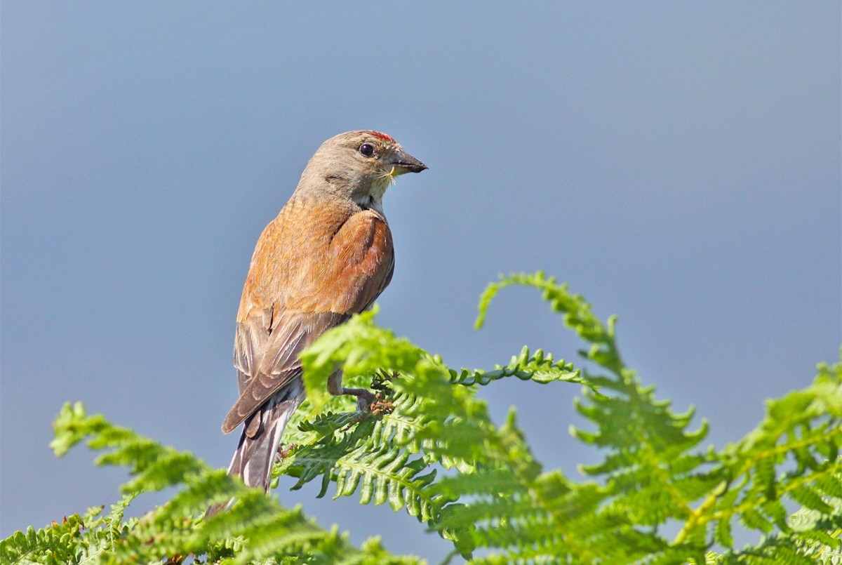 Eurasian Linnet - ML466582451