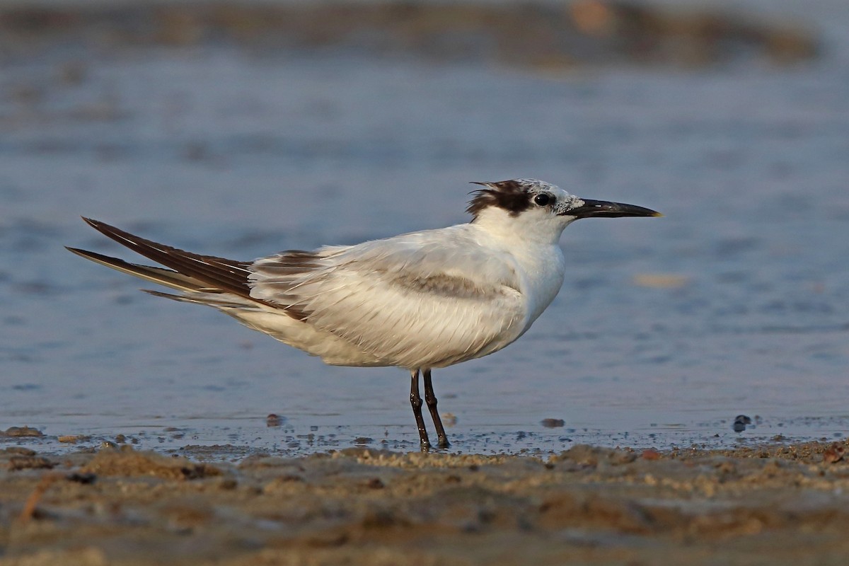 Sandwich Tern - ML46658331