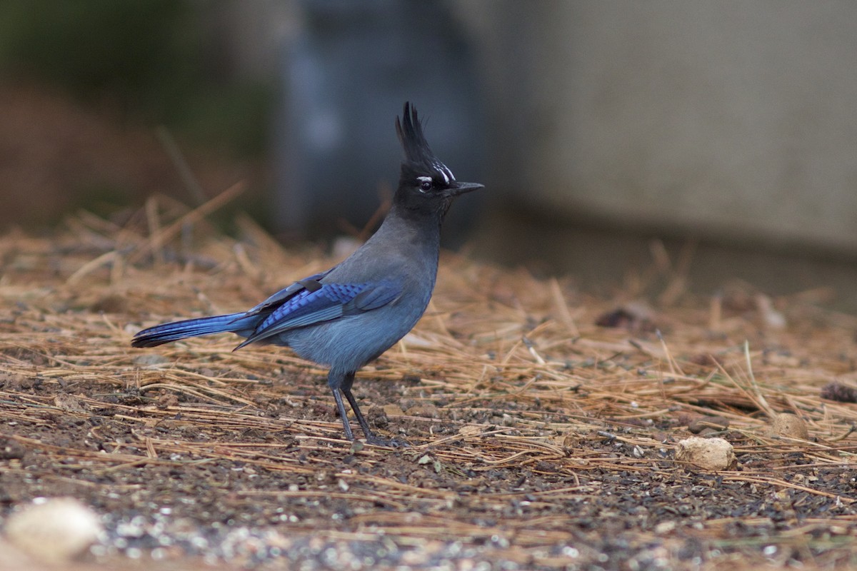 Steller's Jay - Doug Hitchcox