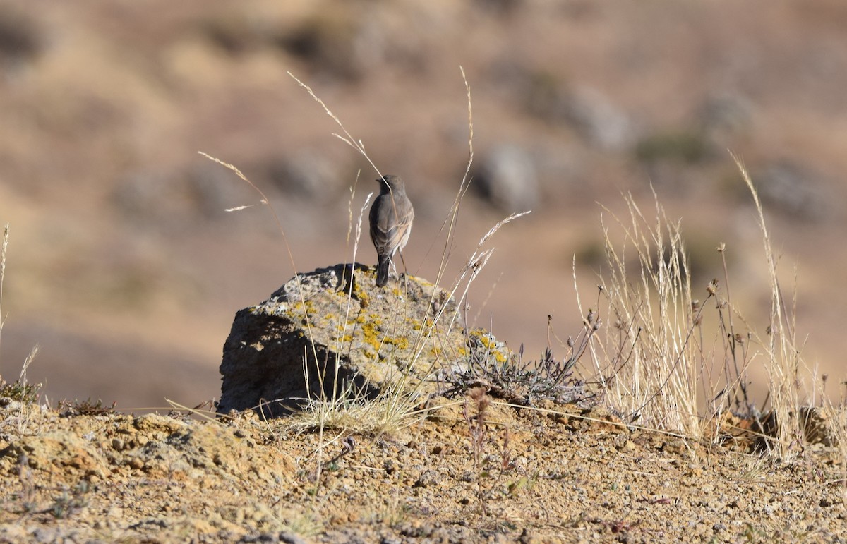 Spot-billed Ground-Tyrant - ML466584261