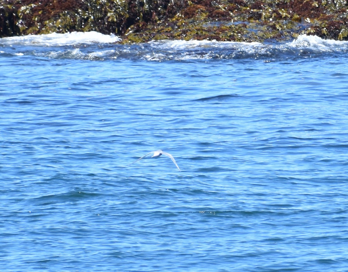 Arctic Tern - ML466584891