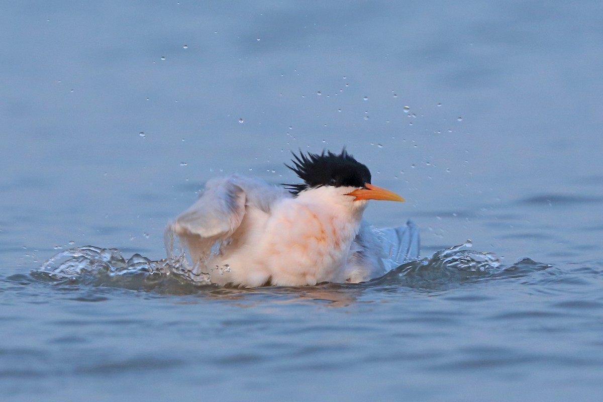 Elegant Tern - Nigel Voaden