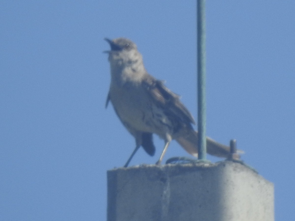 Bahama Mockingbird - ML466587191