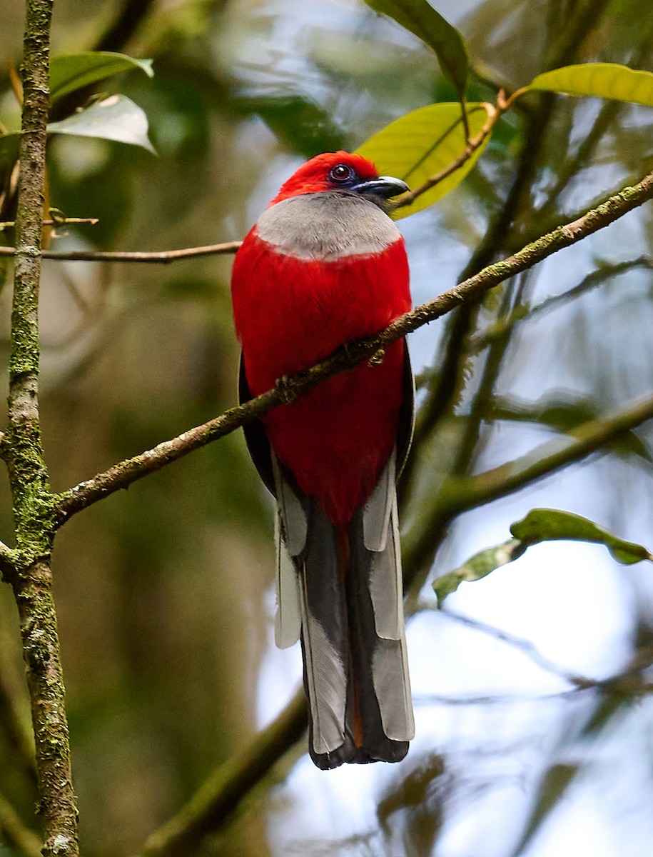 Whitehead's Trogon - ML466587741