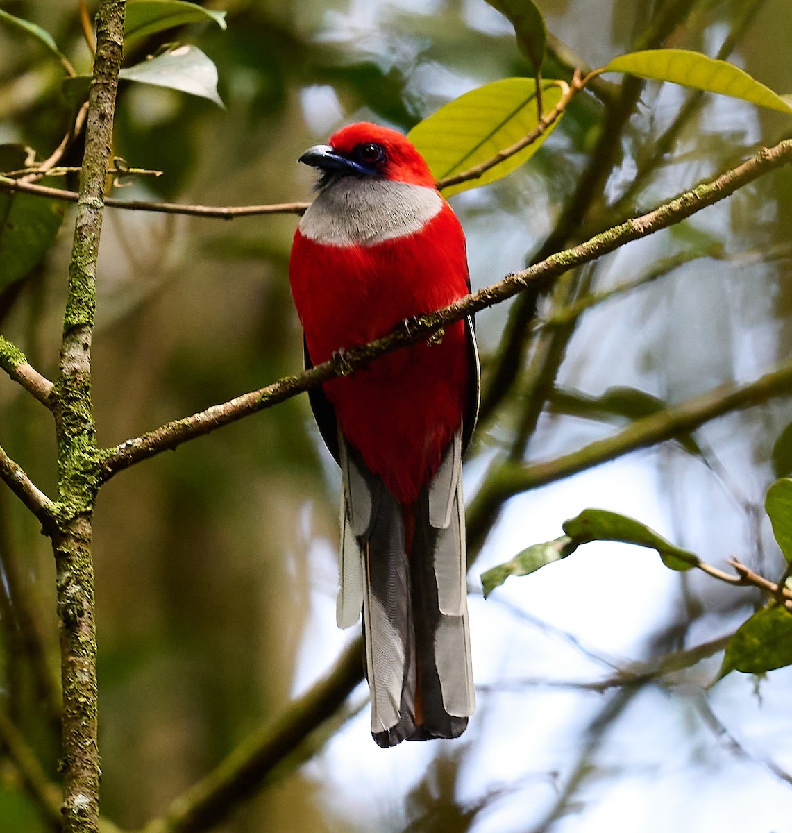 Whitehead's Trogon - ML466587761