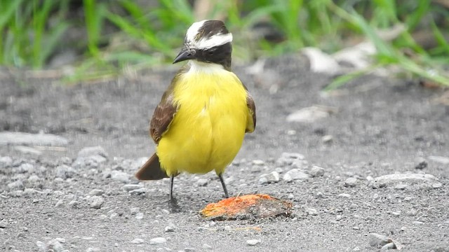 Rusty-margined Flycatcher - ML466588341