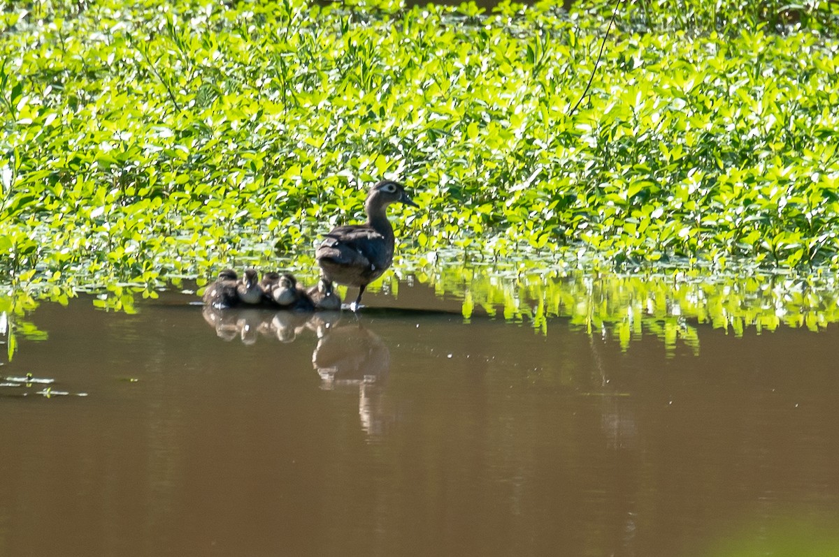 Wood Duck - ML466588881