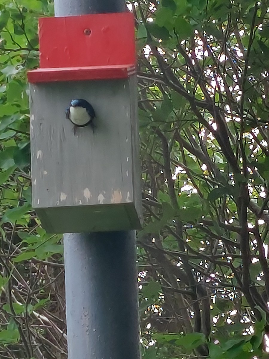 Tree Swallow - ML466588891