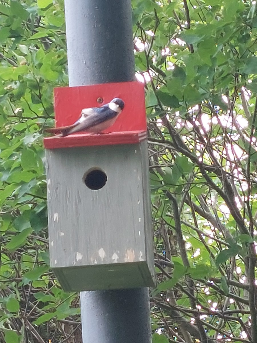 Tree Swallow - ML466588901