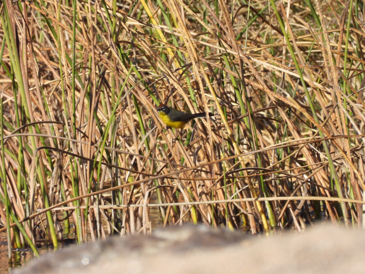 Brown-capped Redstart - Francisco Edgardo Pereyra