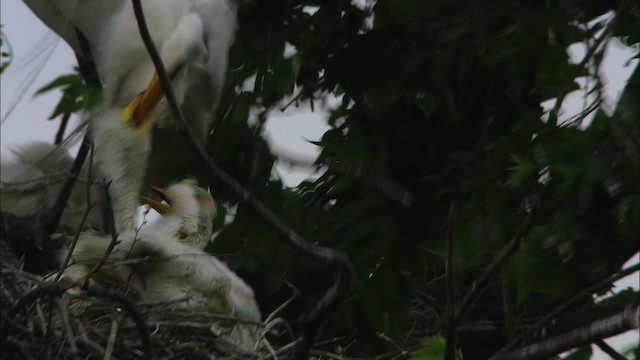 Большая белая цапля (egretta) - ML466589