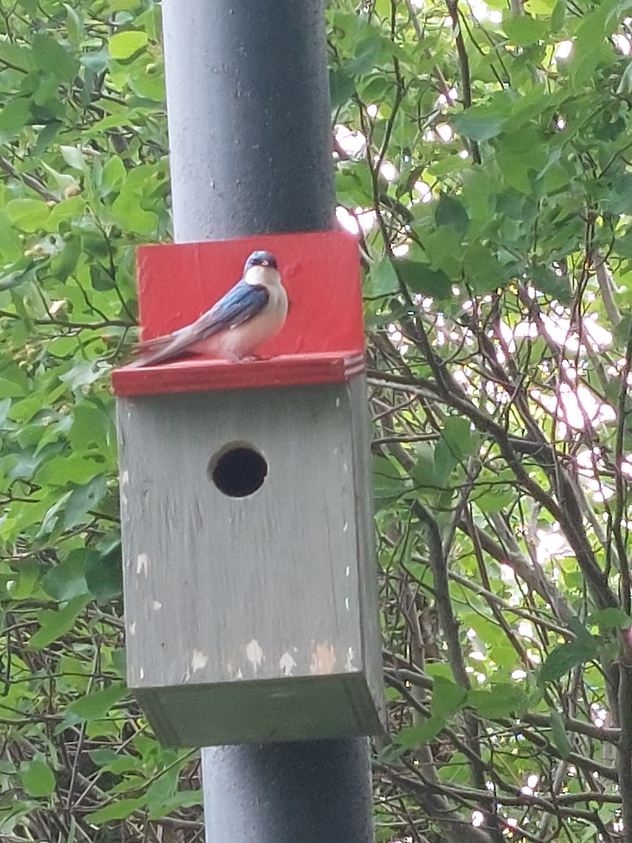 Tree Swallow - ML466589101