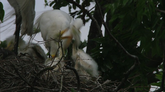 Большая белая цапля (egretta) - ML466590