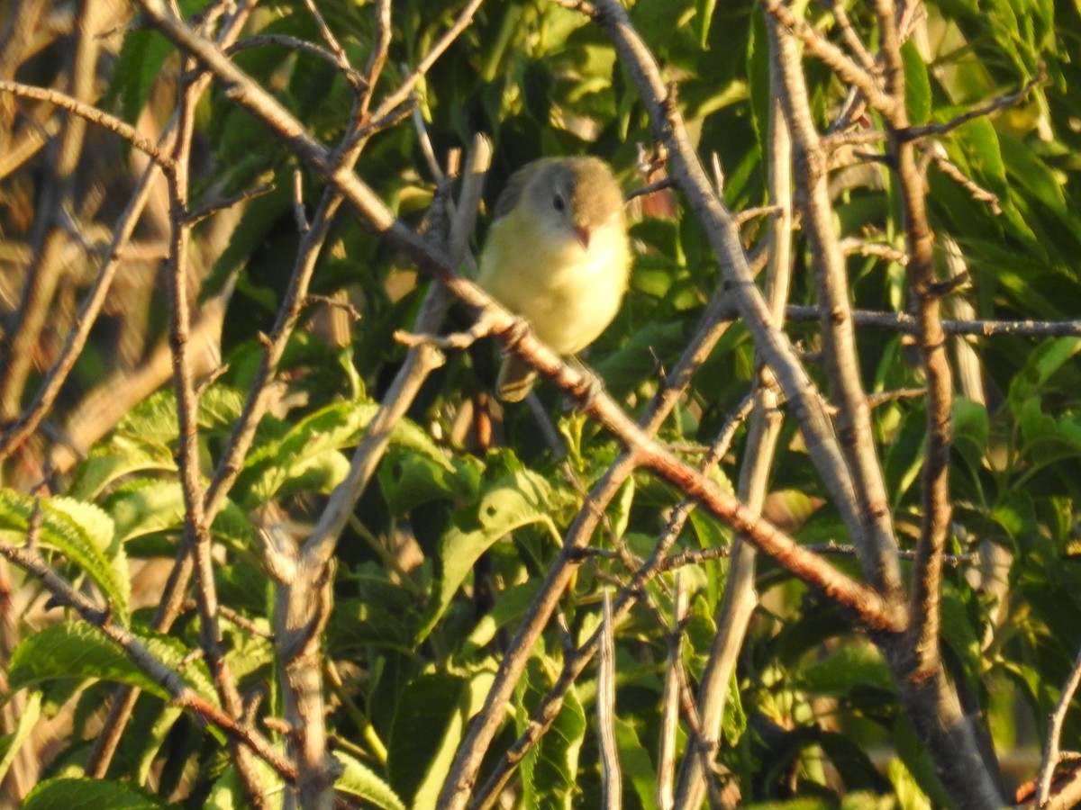 Bell's Vireo - Forrest Luke