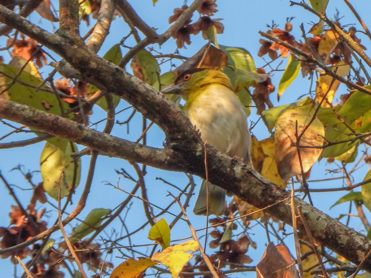 Rufous-browed Peppershrike (Yellow-backed) - ML466590651