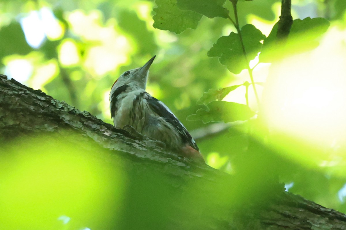 Middle Spotted Woodpecker - ML466590941