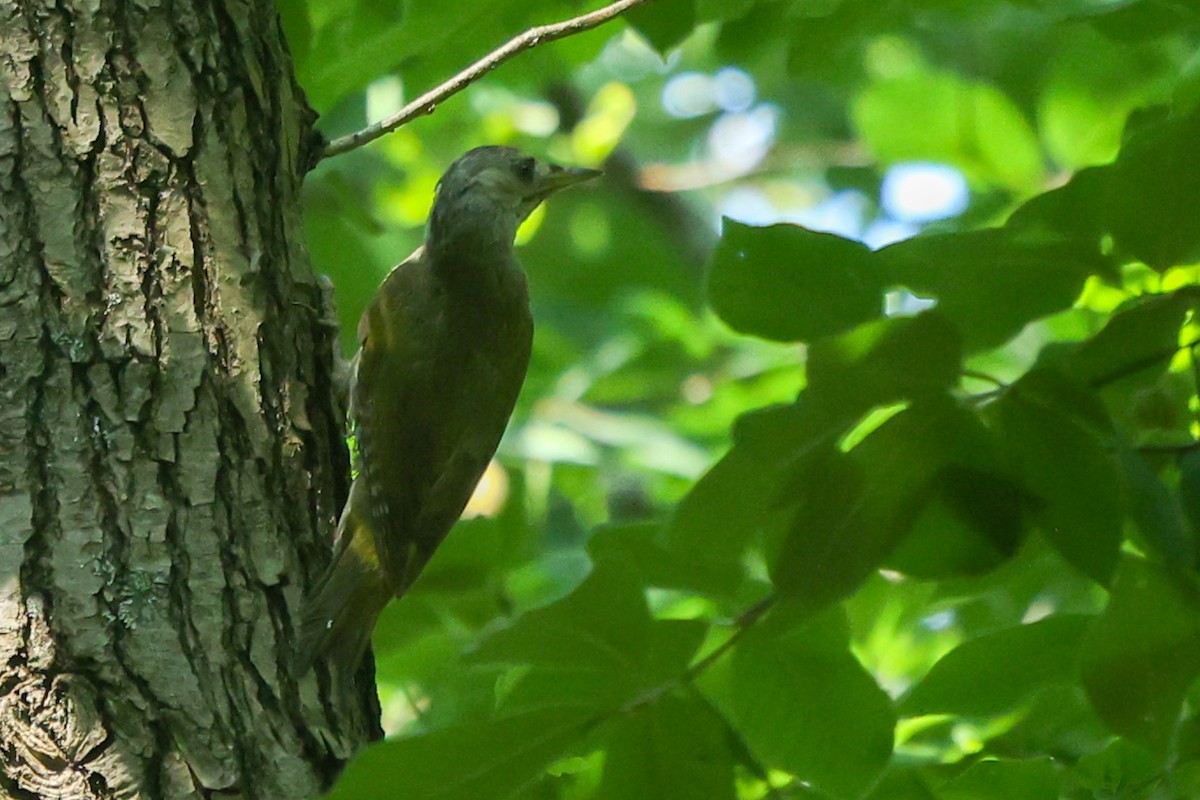 Gray-headed Woodpecker - ML466591001
