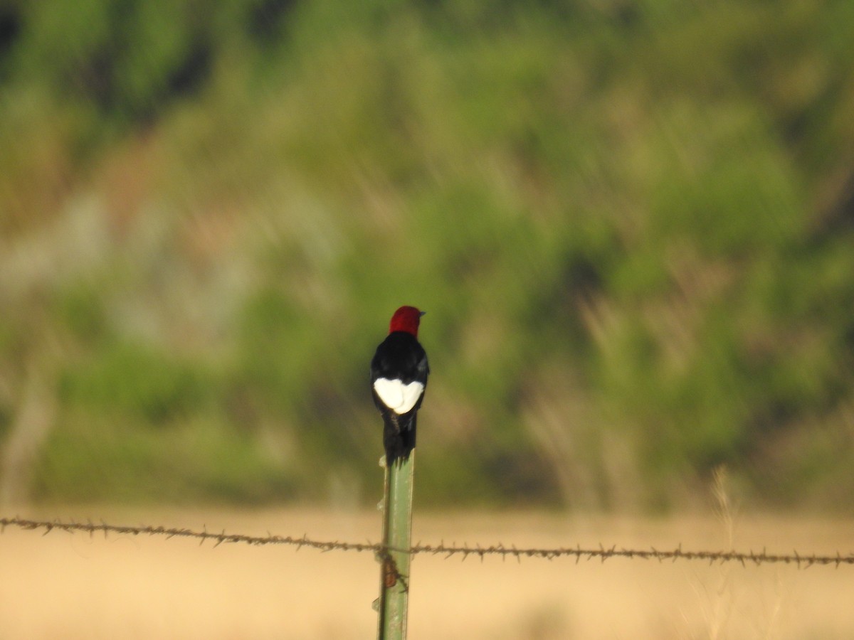 Red-headed Woodpecker - Forrest Luke