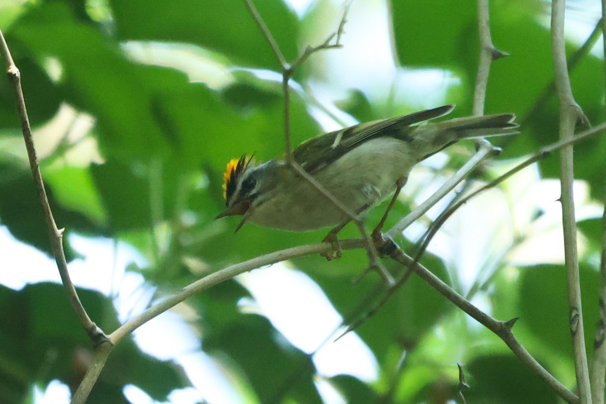 Common Firecrest - ML466591241