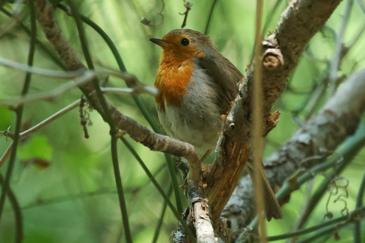 European Robin - ML466591271